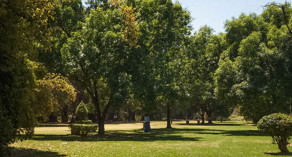 Bosque de ahuehuetes con amplias áreas verdes